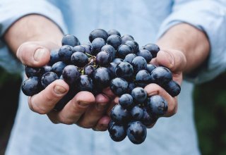 Enología y  Viticultura